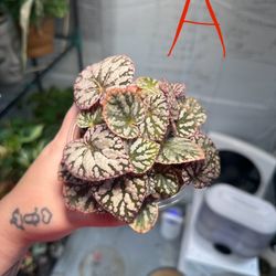 Begonia ‘Spirit of Bali’ Babies