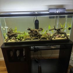 55 Gallon aquarium and stand