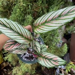 Calathea White Star (Rare Tropical)