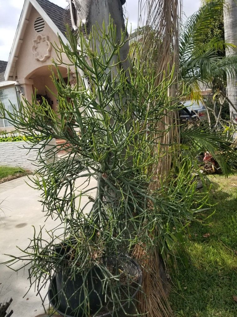 Big 5 Gallon Potted Pencil Cactus Plant