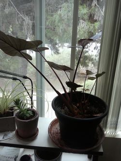Alocasia
