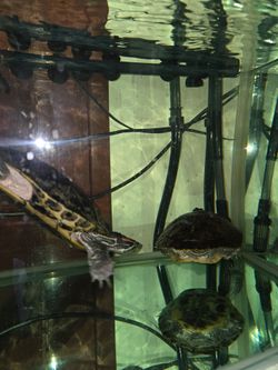VENDO DOS TORTUGAS $30 POR LAS  DOS