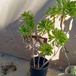 Succulent Plants Healthy $20 Each Or We Can Negotiate