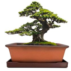 Brand New Ceramic Bonsai  Pot Planter