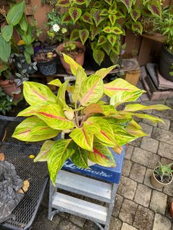 Aglaonema golden papaya