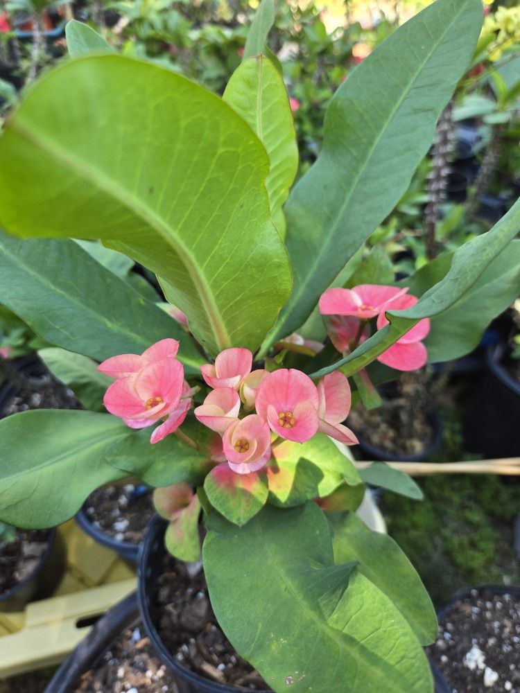 Corona de cristo Planta/ Crown Of Thorns Plant
