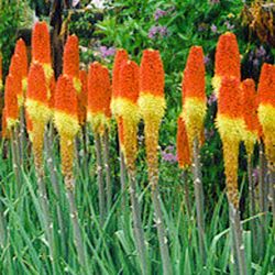 Red hot poker plants