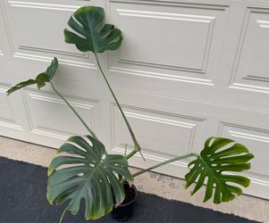 Mature Monstera plant