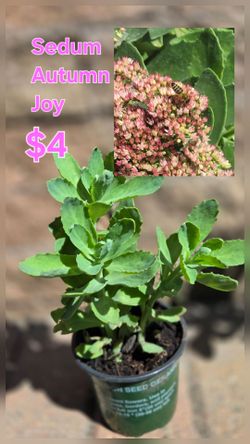 Sedum Autumn Joy