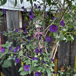 Blue Potato Bush Royal Robe