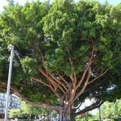  Ficus microcarpa Plant