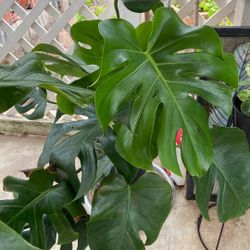 Philodendron Swiss Cheese Monstera Adansonii