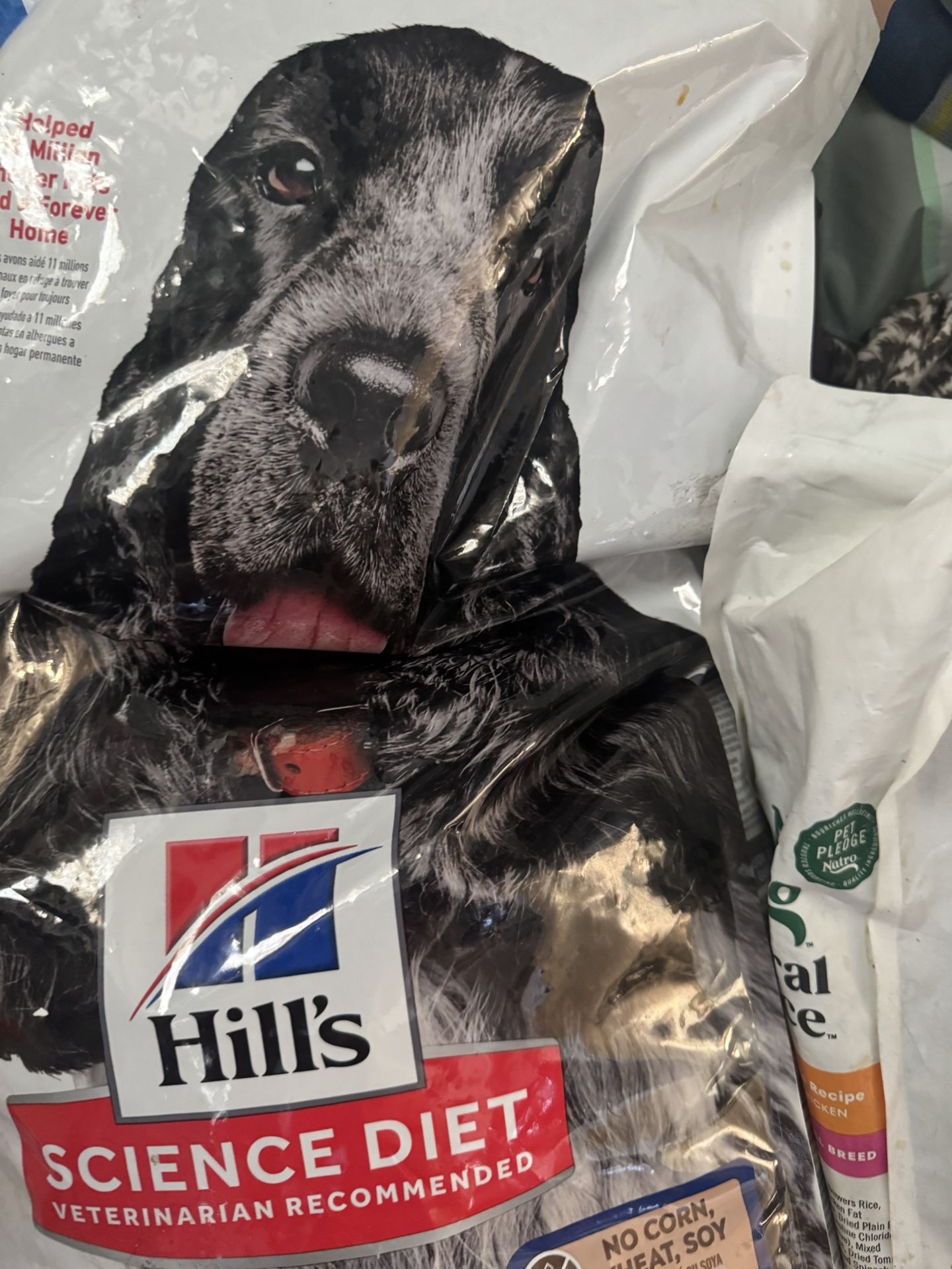 Dog Food 