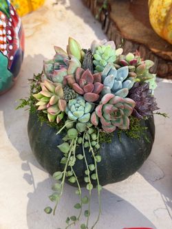 Pumpkin Succulent Arrangement