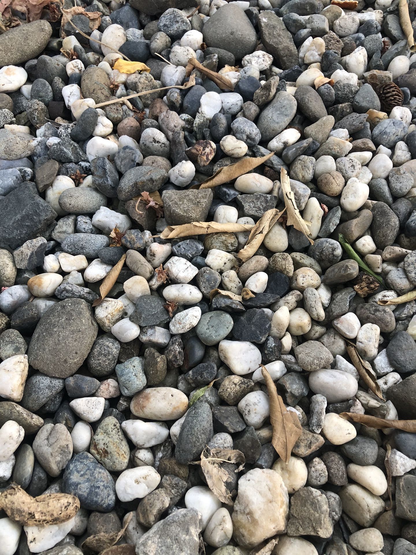 Free Gravel/pebbles