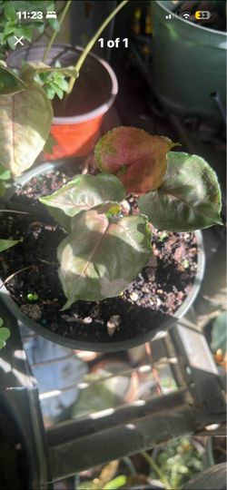 Syngonium strawberry ice galaxy plant