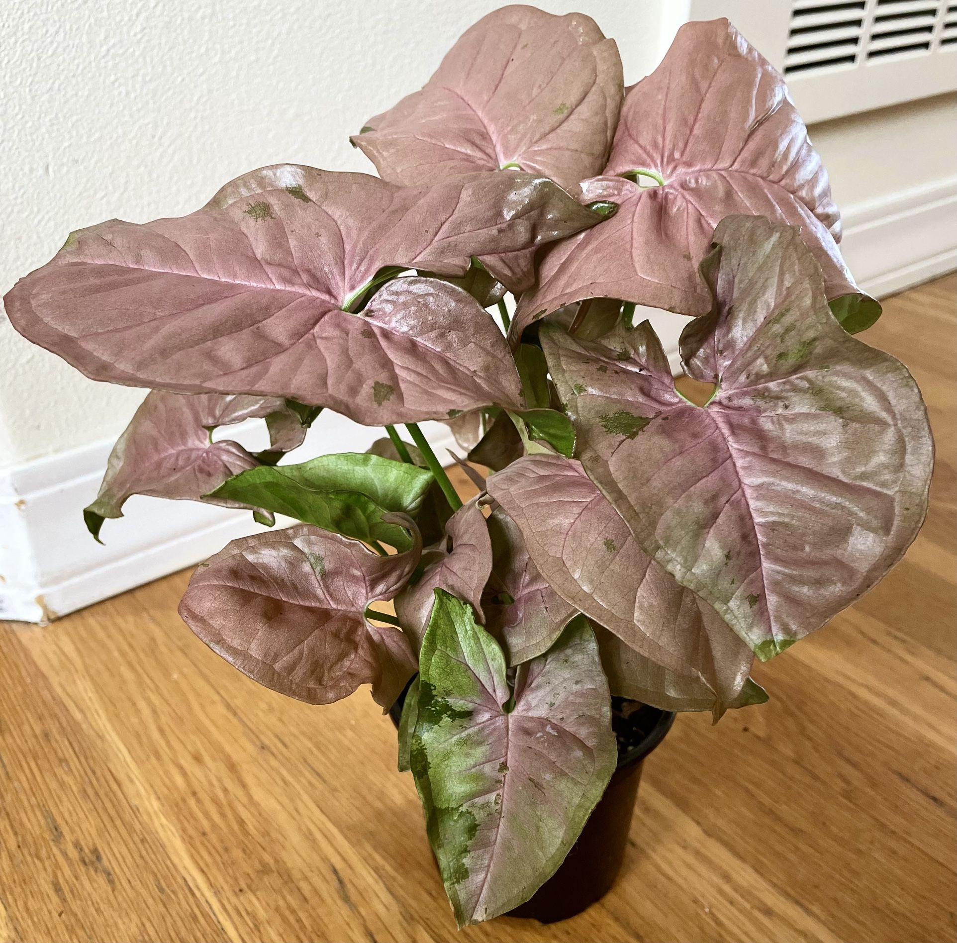 Pink Flecked Syngonium Plant / Free Delivery Available 