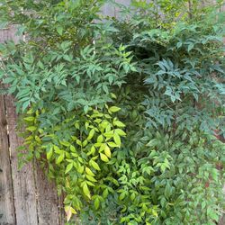 4 - Shrub Plants 5 Gallon