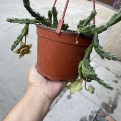 Orbea Variegated In 6” Pot
