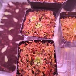 Sundew Drosera Natalensis