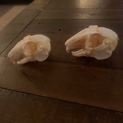 Taxidermy Bunny Skulls!! $25 Each!!