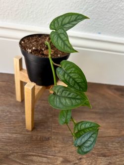 Monstera Siltepecana (pot not included)
