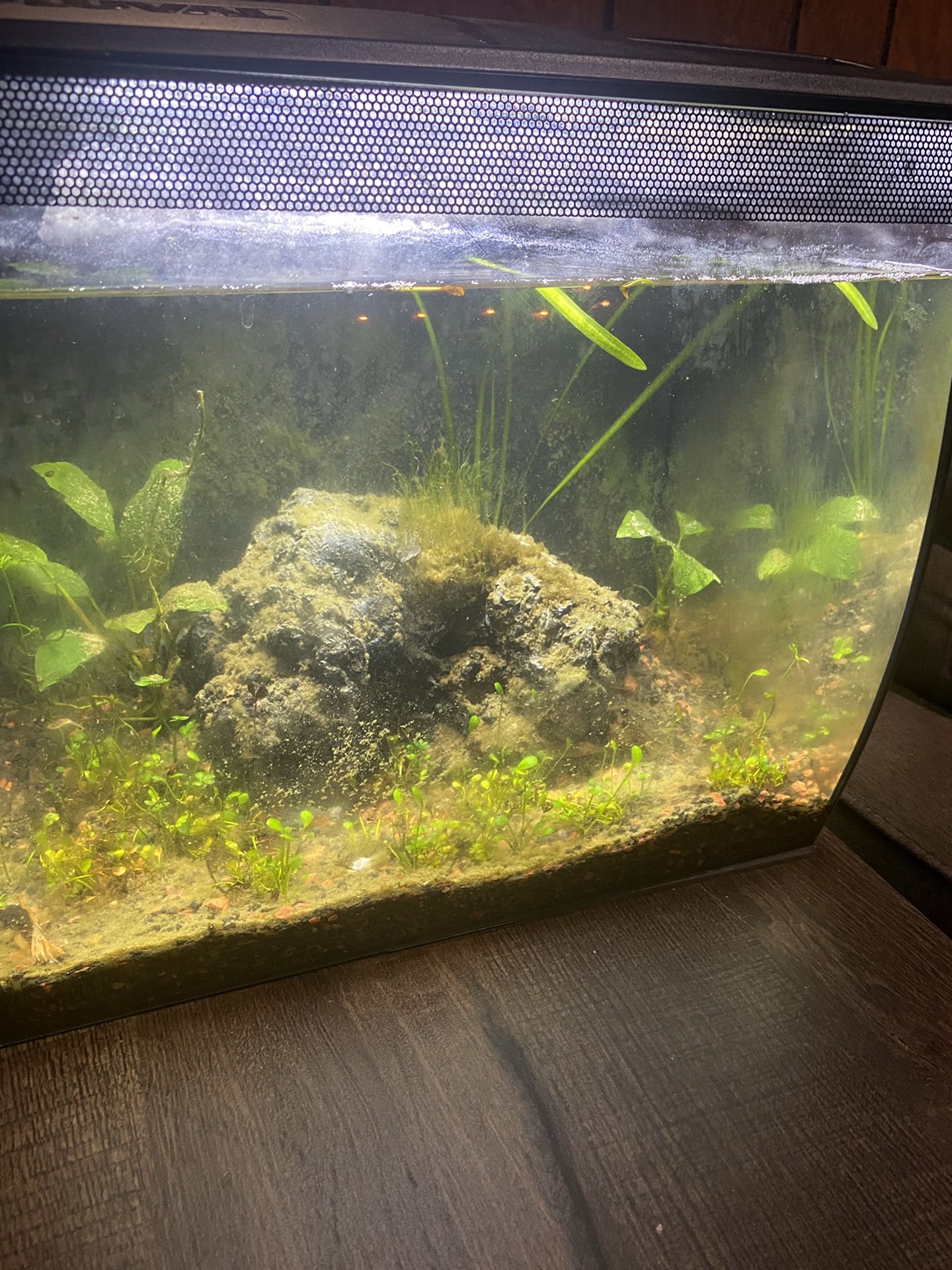 Aquarium 9 Gallon Fluval Tank