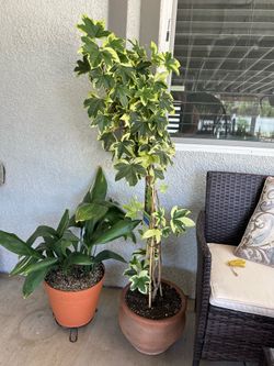 Plant