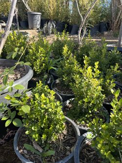 Boxwood 