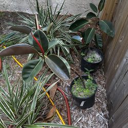 Rubber Tree Plant