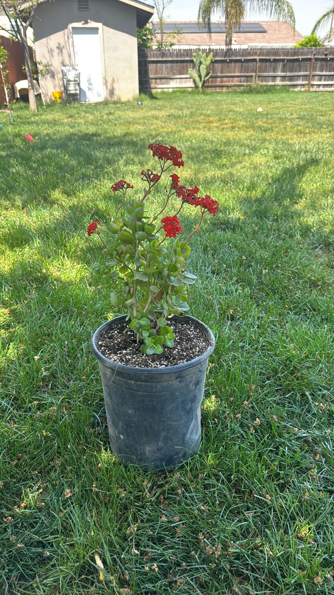 Beautiful Red Flowering Succulent