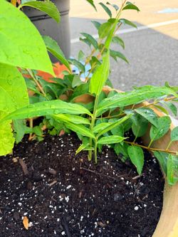 ginger plant $ 25