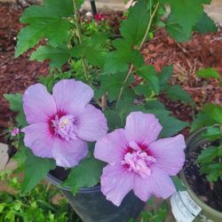 HIBISCUS 