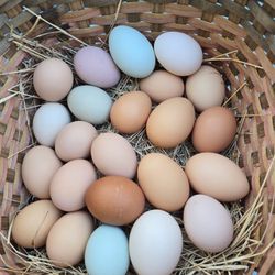Fresh Eggs
