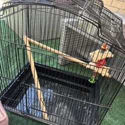 Bird Cage 