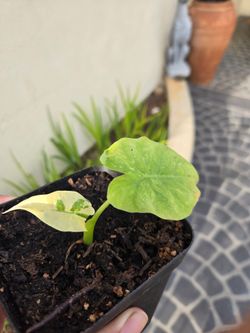variegated  Elephant ear plant starter