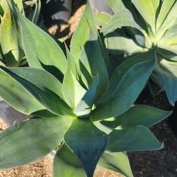 Agave Blue Flame