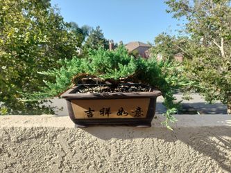 Bonsai