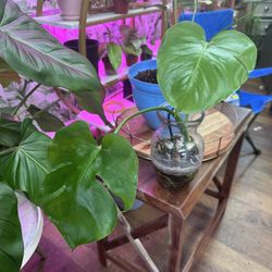 Monstera Love Plant With Big Roots 