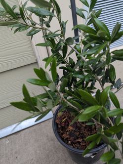 The Tree  Organic 🫒 Olive