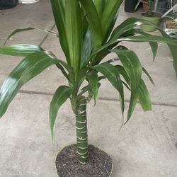 HERMOSAS PLANTAS NATURALES “DRACAENAS PLANT”