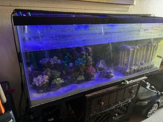 55 Gallon Tank