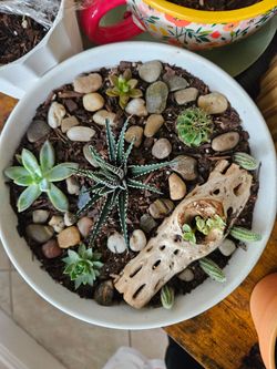 Succulents
