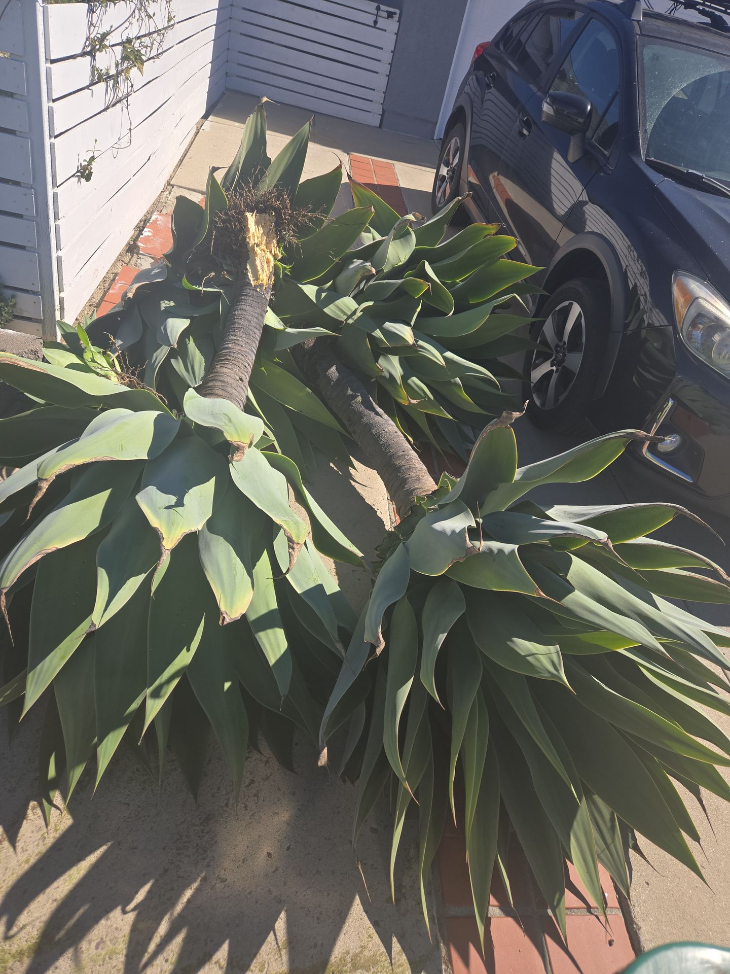 Free succulent plants