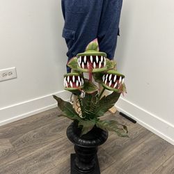 Venus Fly Trap Plant 