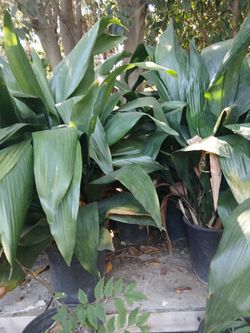 Cast Iron Plant