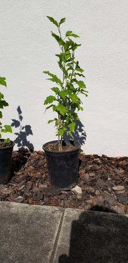 Plants purple Hibiscus hardy