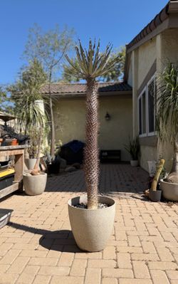 Madagascar palm pachypodium geayi