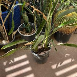 Bird Of Paradise
