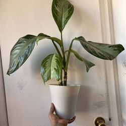 Chinese Evergreen 